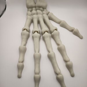 Fleksibel Skelet Hånd